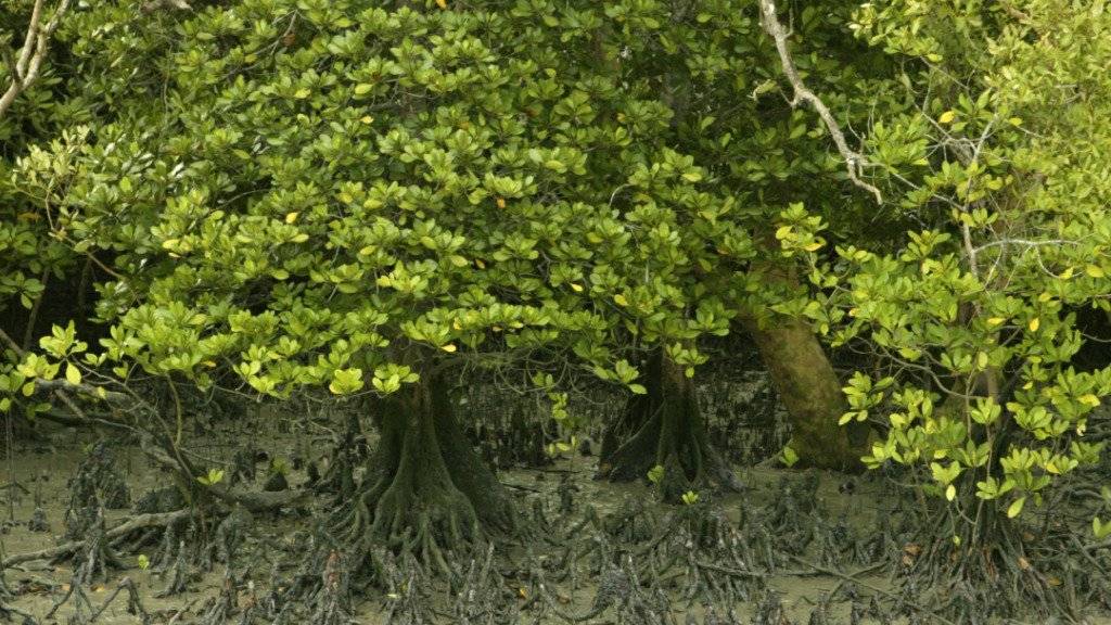 Der Bestand an Mangrovenwälder geht weiter zurück (Archiv)