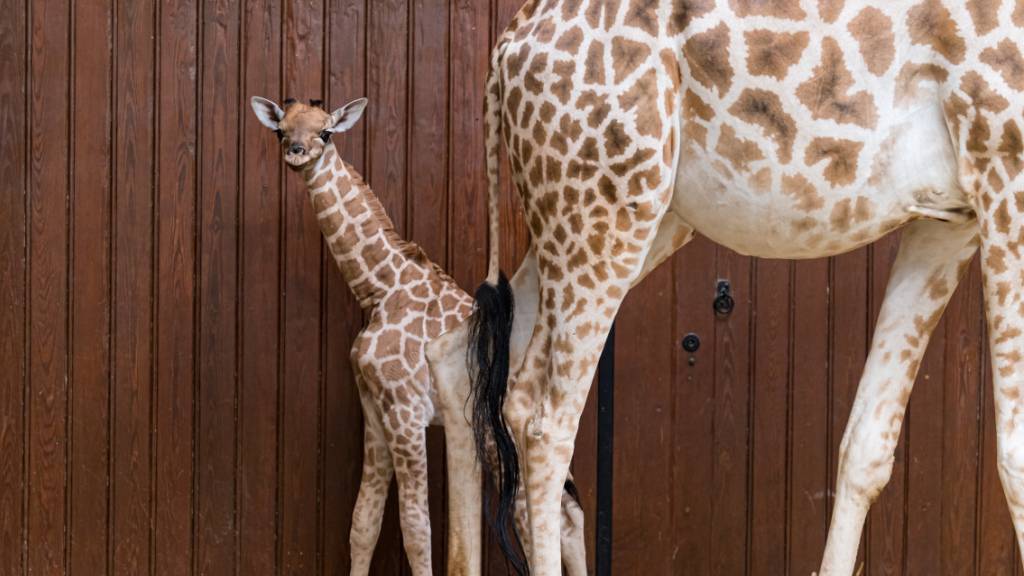 Tufani heisst das neue Mitglied der Basler Giraffen-Gruppe.