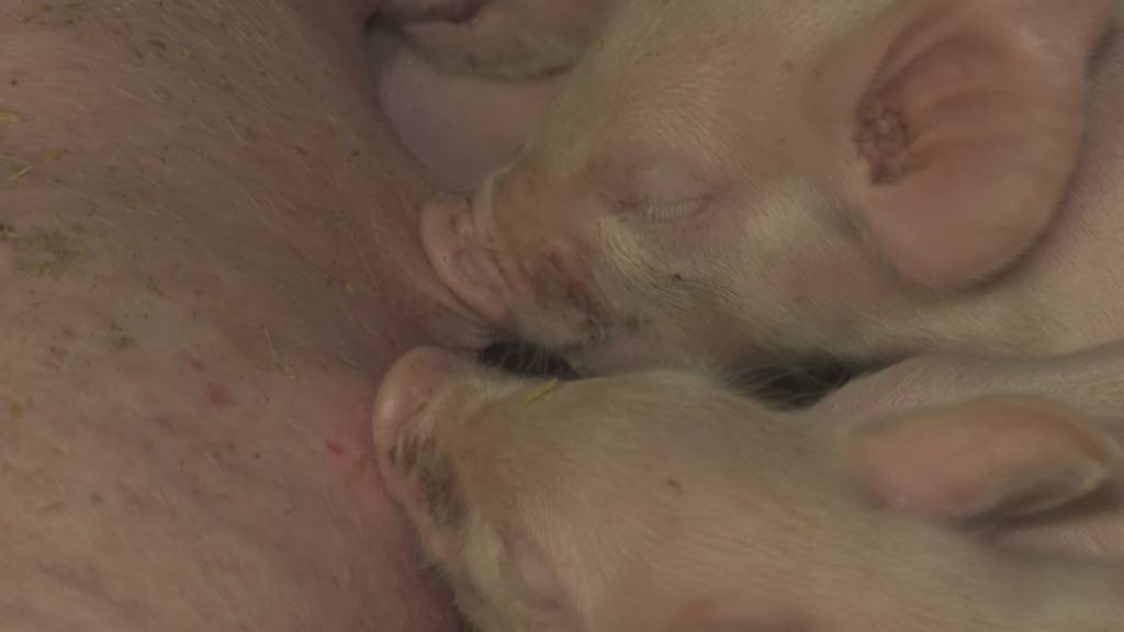 So viele Schweine – und keine Sau will sie