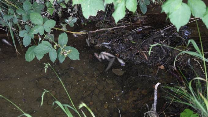 Tote Fische wegen Baustellenwasser