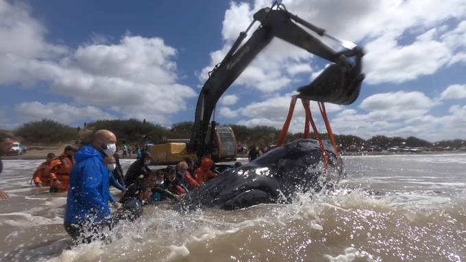 Spektakuläre Rettungsaktion für gestrandete Buckelwale