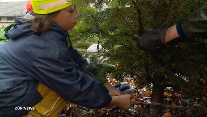 Christbaum-Boom im Hönggerwald