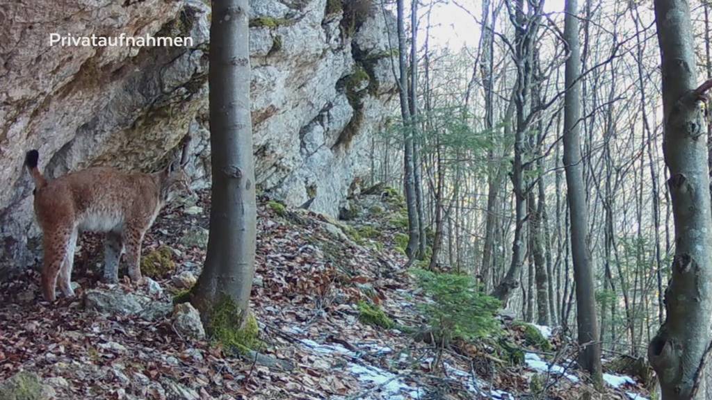 Tragischer Unfall: Ein Luchsweibchen gerät in Grenchen während der Partnersuche unter ein Auto