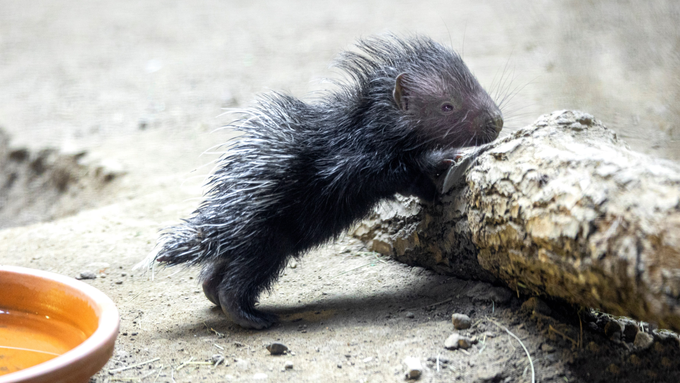 Zoo Zürich freut sich über erste Geburt eines Stachelschweins