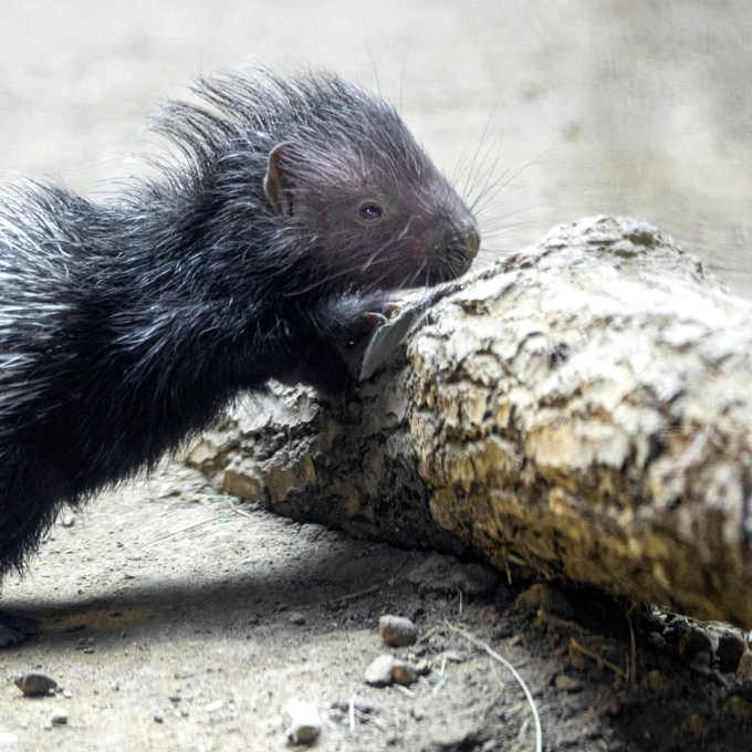 Zoo Zürich freut sich über erste Geburt eines Stachelschweins