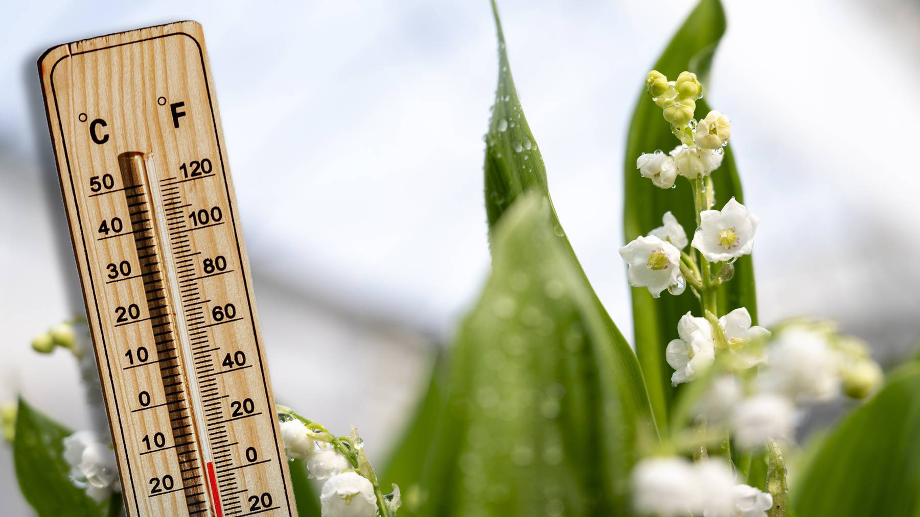 Für den Wetterexperten von Meteonews ist klar: «Der Monat Februar war extrem mild!» (Symbolbild)