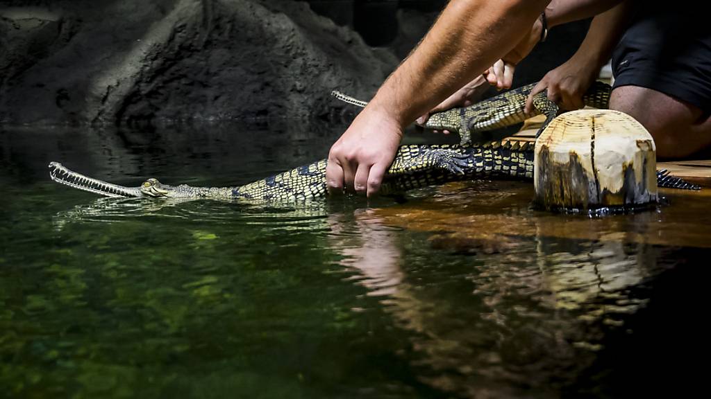 Seltene Krokodilart in Waadtländer Aquarium zu betrachten