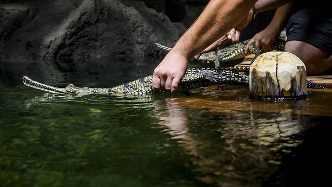 Seltene Krokodilart in Waadtländer Aquarium zu betrachten