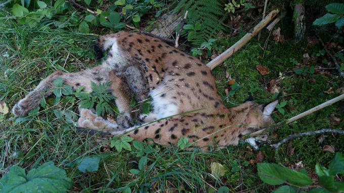 Schwellbrunner Luchs wurde erschossen