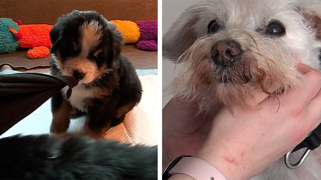 Berner Sennenhunde Zucht / Der Hund wird alt