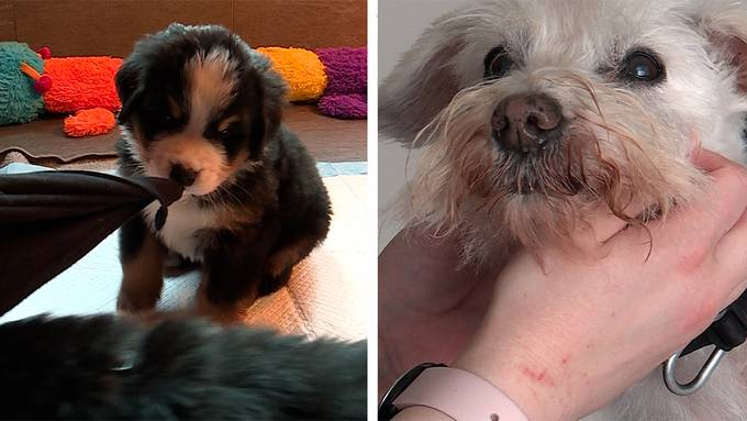 Berner Sennenhunde Zucht / Der Hund wird alt