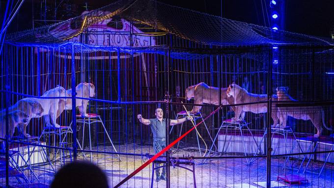 Circus Royal holt Löwen zurück