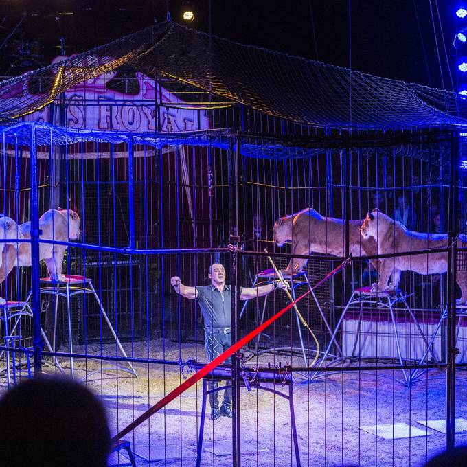 Circus Royal holt Löwen zurück
