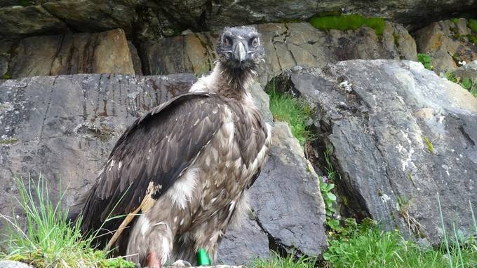 Neue Zuchtstation für Bartgeier im Tierpark Goldau