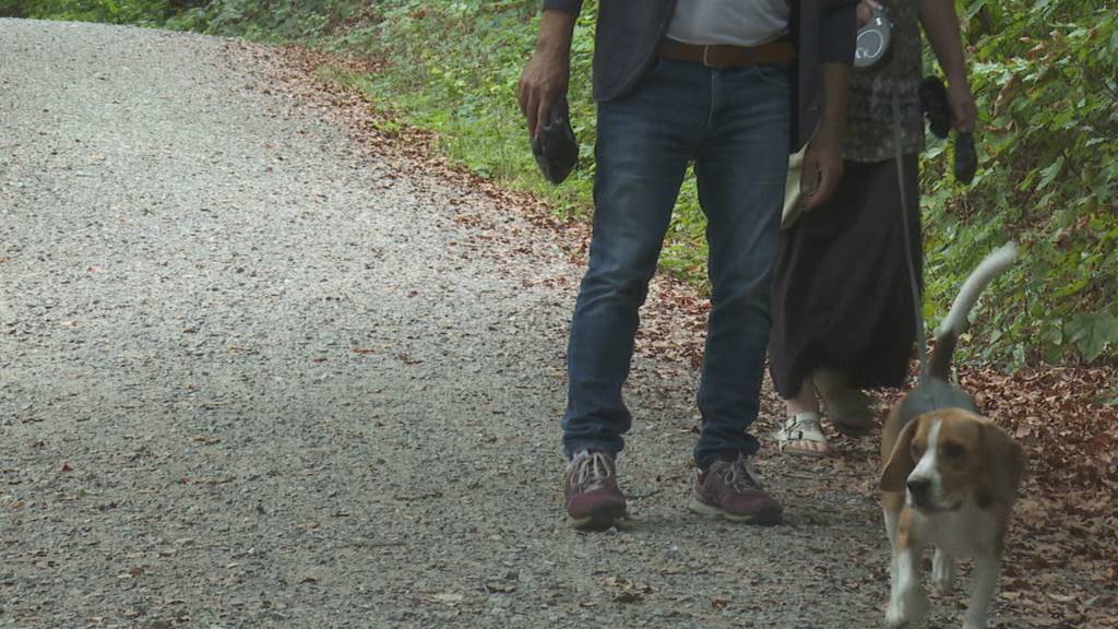 Nach dem Hitzesommer: Wie geht es den Zentralschweizer Wäldern?