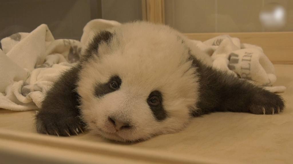 Panda-Baby hat Schluckauf