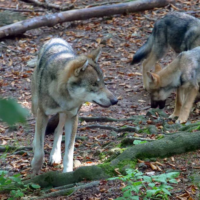 Jungwolf aus dem Gamserrugg-Rudel erlegt