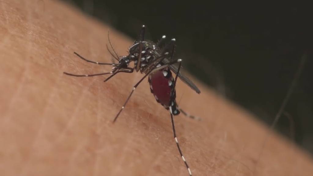 Tigermücke breitet sich aus: Gefahr von Tropenkrankheit steigt auch in der Ostschweiz