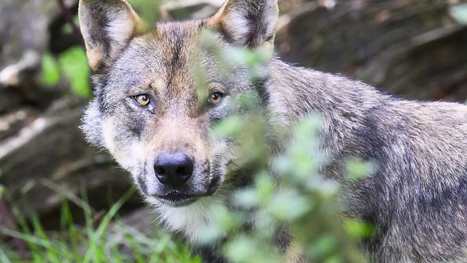 Wildhüter im Kanton Wallis schiessen 27 Wölfe 
