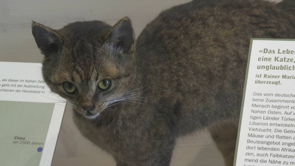 Luzerner Museum widmet sich Katzen