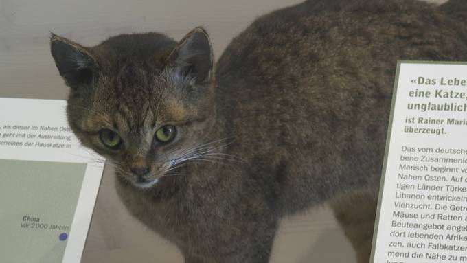 Luzerner Museum widmet sich Katzen