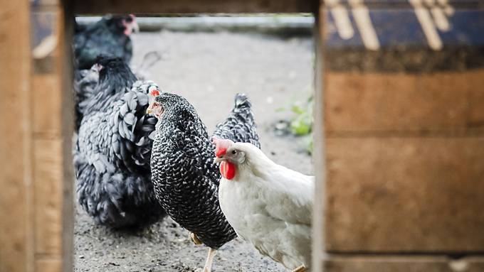 Bund ordnet schweizweite Massnahmen gegen Vogelgrippe an
