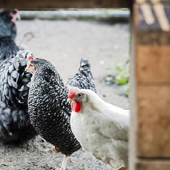 Bund ordnet schweizweite Massnahmen gegen Vogelgrippe an