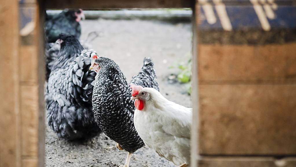 Vom nächsten Montag an bis mindestens am Mitte Februar 2023 gelten in Geflügelhaltungen in der ganzen Schweiz vorbeugende Massnahmen gegen die Vogelgrippe. (Archivbild)