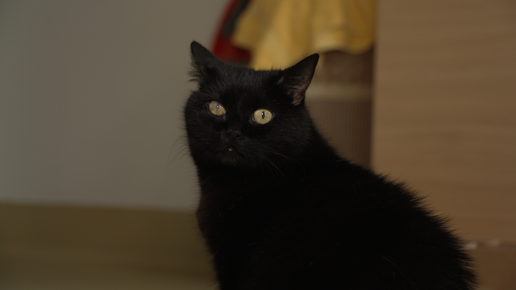 Shira