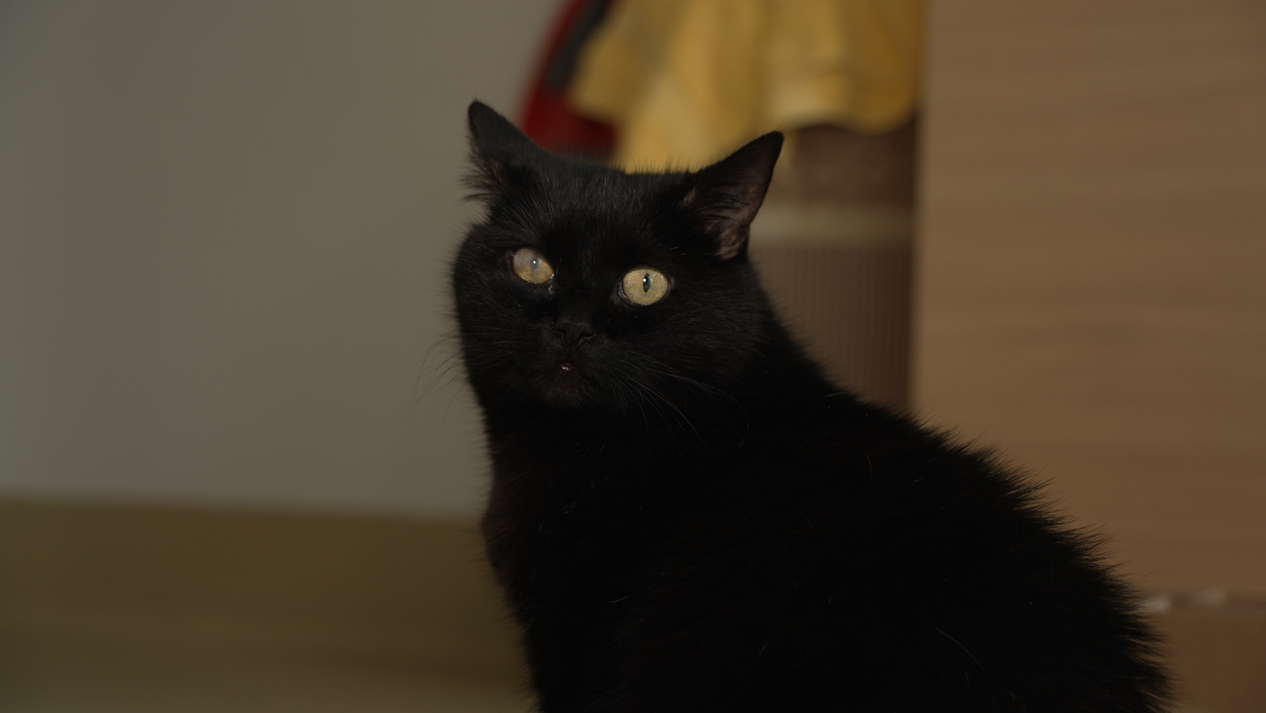 Shira 