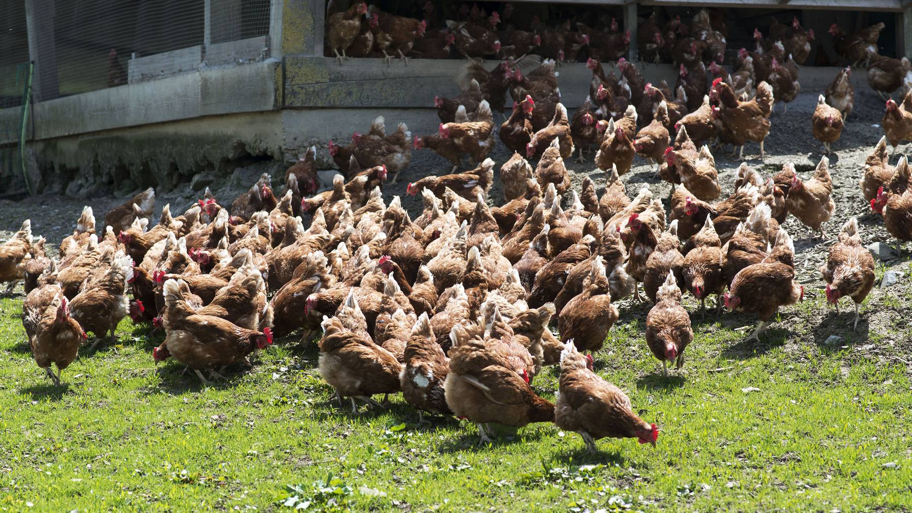 85 Prozent der Eier stammen in der Schweiz aus Freiland- oder Bioproduktion.