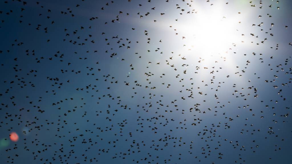Bald zwitschert es wieder in der ganzen Schweiz: Die ersten Zugvögel sind bereits zurück. (Archivbild)