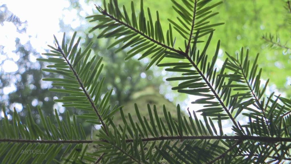 Geld für den Wald: Der Aargau möchte nochmals über 8 Millionen in den Wald investieren