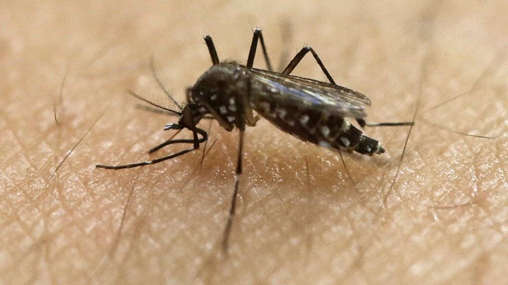 Sie übertragen das Zika-Virus: Eine Stechmücke sticht zu. (Archiv)
