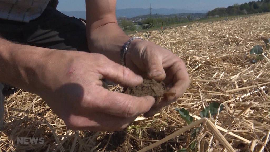 Trockene Böden: Bauern fürchten um Ernte