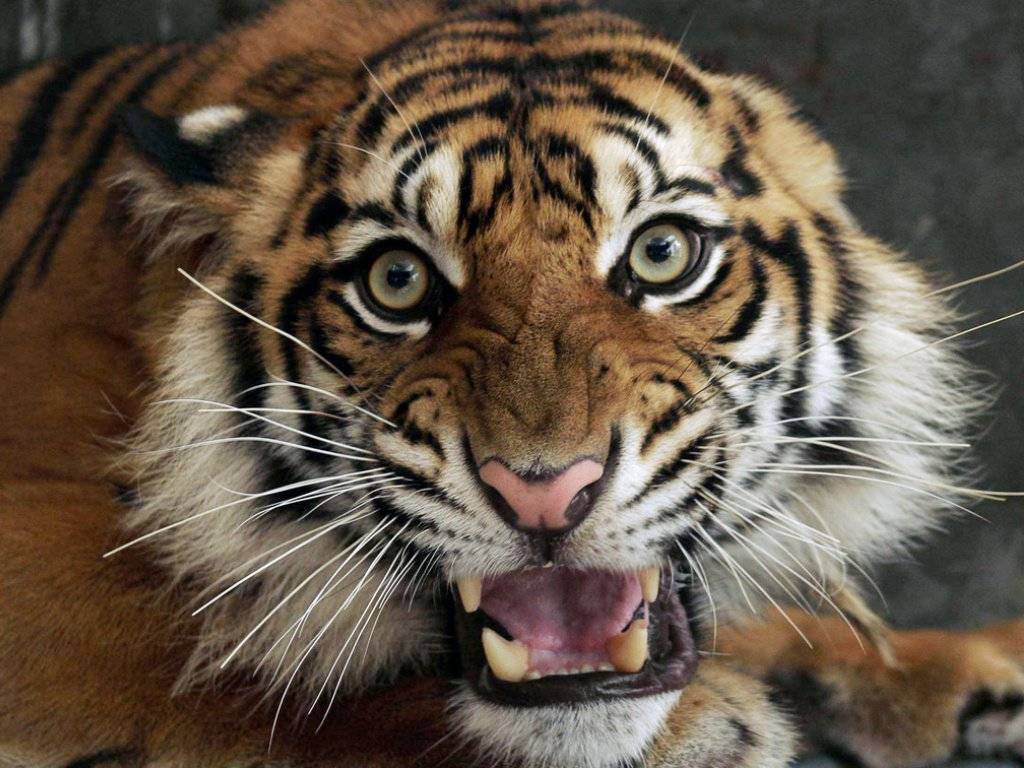 Schaut man nur auf Nepal, ist der Tiger ein Gewinner. (Archivbild)