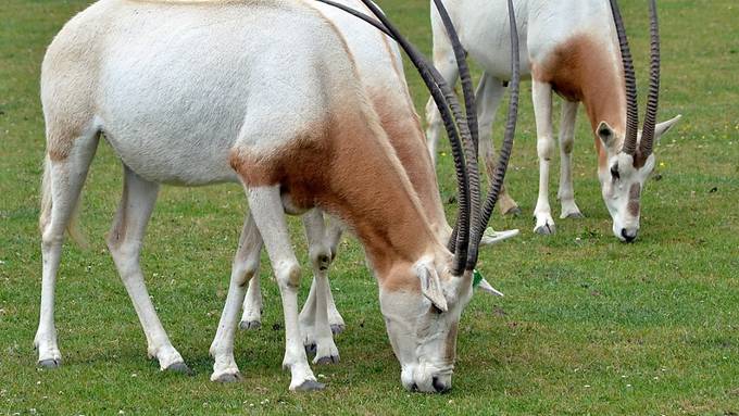 Ausgestorbene Säbelantilope wird nachgezüchtet