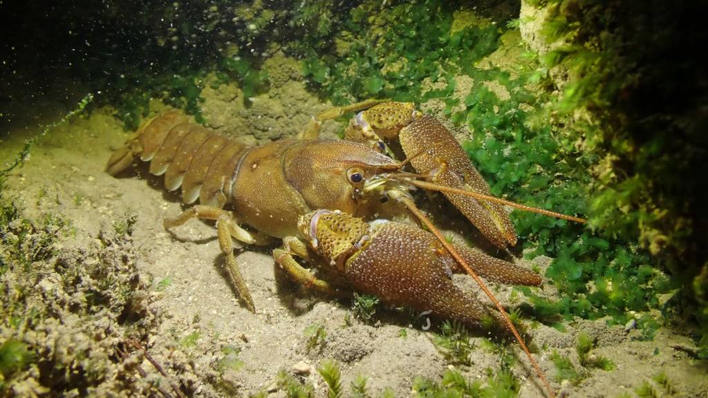 Die Dohlenkrebse wurden in der Lüssel ausgesetzt.