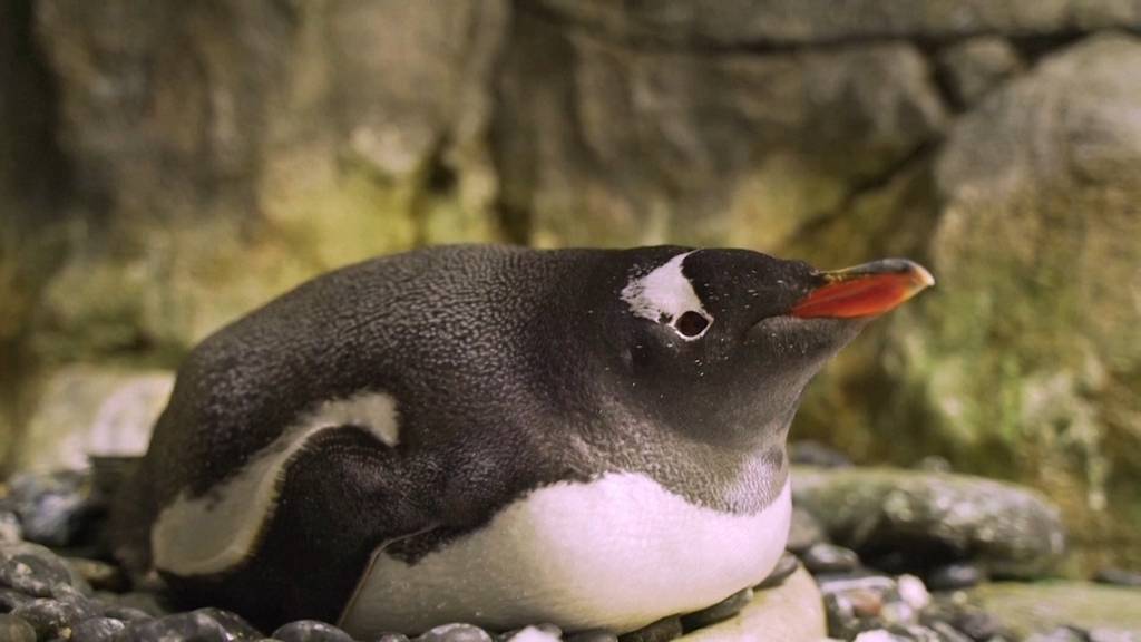 Sydney trauert um berühmten schwulen Pinguin Phen