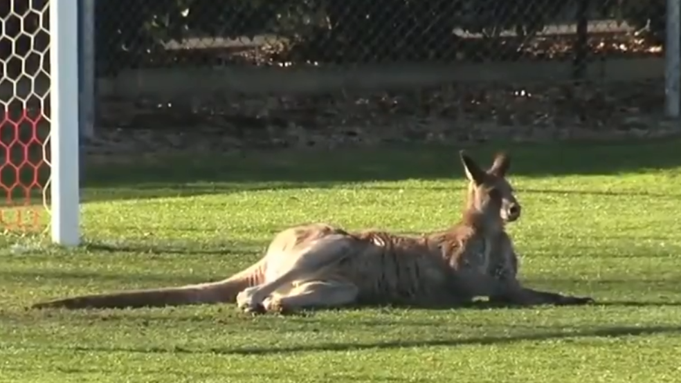 Gemütlich legte sich das Känguru vor das Tor.