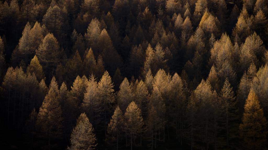 Graubünden will im laufenden Jahr auf 3500 Hektaren Projekte zur Waldpflege vorantreiben. (Symbolbild)