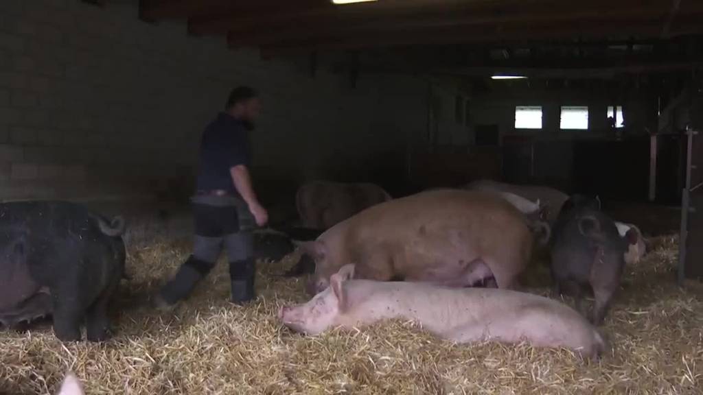 Mehr Platz für Schweine: Landwirte und Bio Suisse stellen sich quer