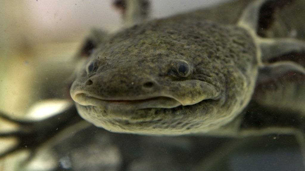 Forscher haben das komplette Erbgut des Axolotl entschlüsselt. (Archiv)