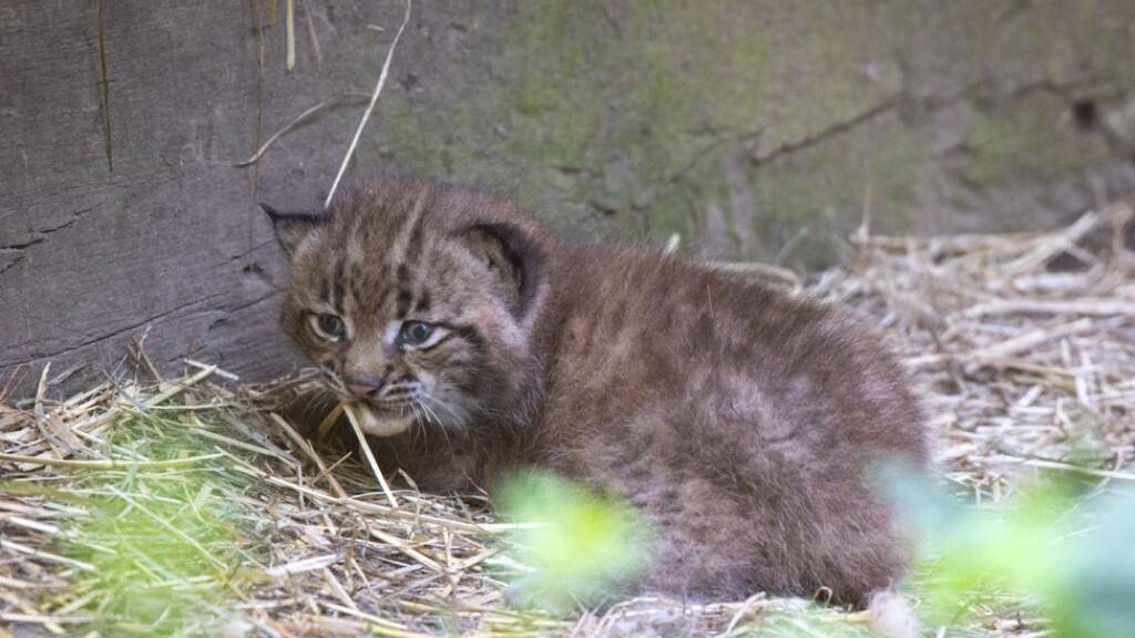 Der junge Luchs blickt noch etwas scheu in die Welt hinaus.