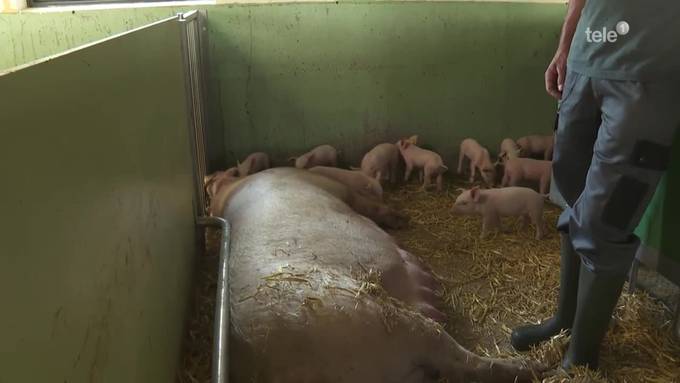Luzerner Schweinezüchter spürt Überproduktion von «Schwinigs»