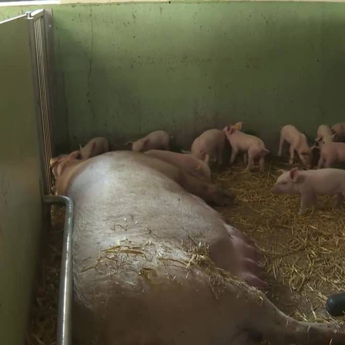 Luzerner Schweinezüchter spürt Überproduktion von «Schwinigs»