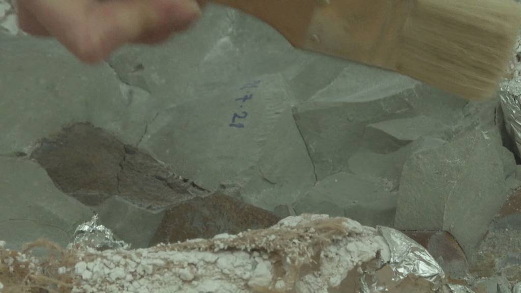 Neue Halle: Im Sauriermuseum kann man neu zuschauen, wie Knochen präpariert werden