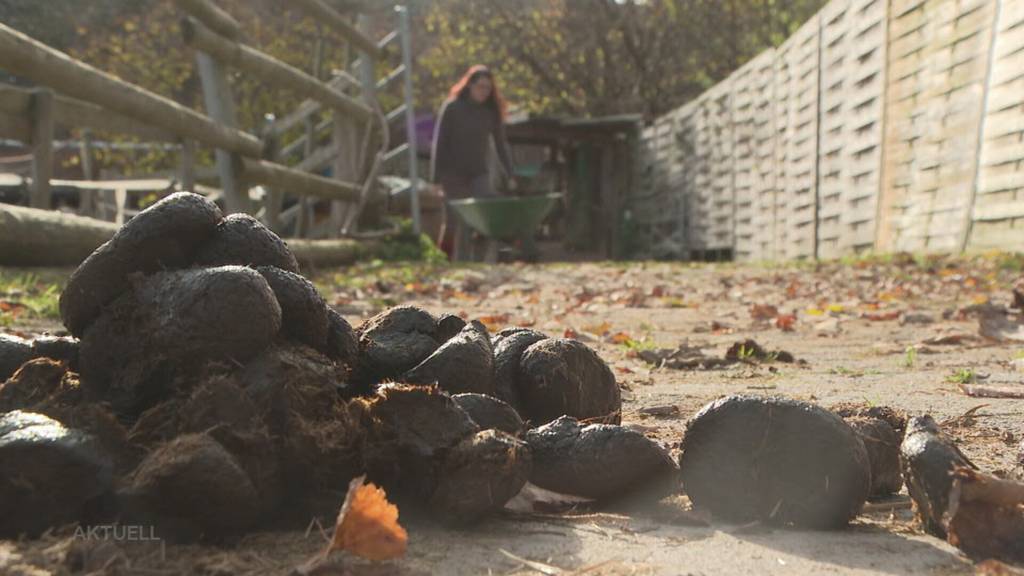 Tierhalterin in Ramiswil: Gab weitere verwahrloste Pferde in Pensionsstall