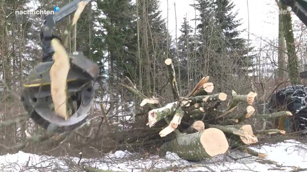 Tausende Kubikmeter Holz werden präventiv geräumt