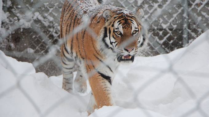 Tiere im Walter Zoo tollen im Schnee